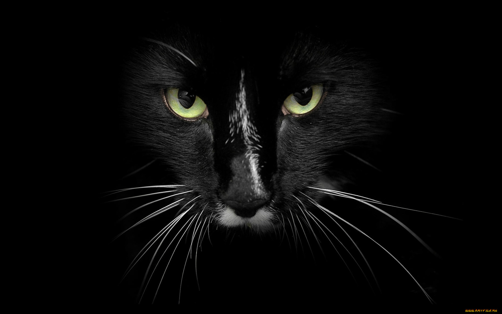 Черных картинках. Чёрный кот. Черный фон. Морда черного кота. Кошачьи глаза на черном фоне.